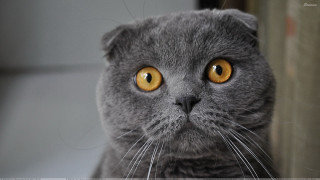 Gray cat yellow eyes serious 6 - a gray cat free wallpaper