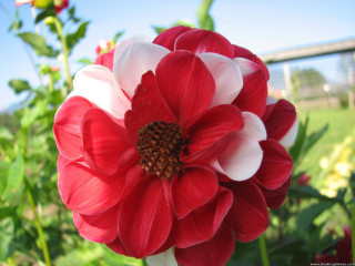 Red white flower field fence - in the background free wallpaper for desktop