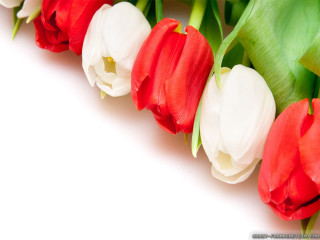 Red white tulips white background 2 - the end free wallpaper