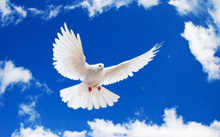White dove red wing blue - on free wallpaper