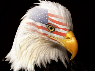 Bald eagle flag black background - a white eagle free wallpaper