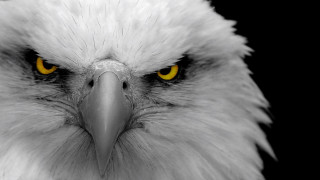 Bald eagle yellow eyes black - a bald eagle free wallpaper