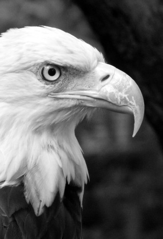 Bald eagle serious look black - free bird wallpaper for mobile