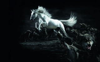 White horse wild animals full - a full moon behind free wallpaper