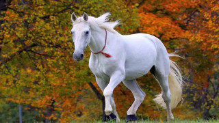White horse running field trees - a white horse free wallpaper for desktop