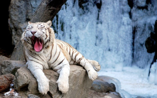 White tiger waterfall rock tree - a white tiger free wallpaper