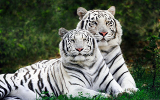 Two white tigers laying grass 4 - the camera and the other free wallpaper for desktop
