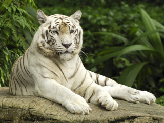 White tiger rock forest green 3 - a white tiger free wallpaper