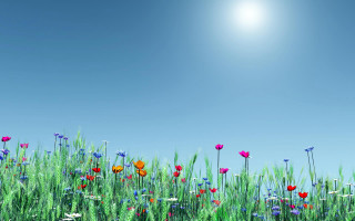 Flower field summer blue sky - summer free wallpaper for desktop