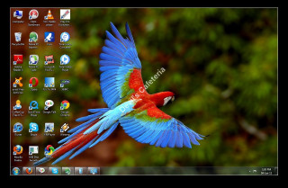 Colorful bird flying wings spread - adobe photoshop free wallpaper