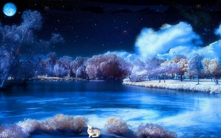 Dog snow river bank night - a full moon in the sky free wallpaper for desktop