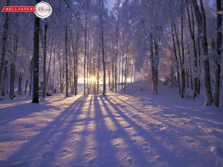 Snowy path forest sunlight trees 8 - a snowy path in a forest free wallpaper