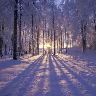 Snowy path forest sunlight trees 9 - free winter wallpaper for tablet