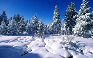 Snowy landscape trees bushes snow - free winter wallpaper