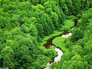 River lush forest trees bushes 2 - a small stream free wallpaper