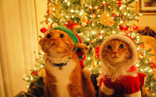 Cats christmas costumes tree lights - a christmas tree in the background free wallpaper