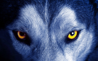 Wolf eyes glowing yellow dark - visible free wallpaper