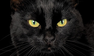 Black cat yellow eyes camera 2 - a black cat free wallpaper