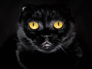 Black cat yellow eyes camera - black background free wallpaper for desktop