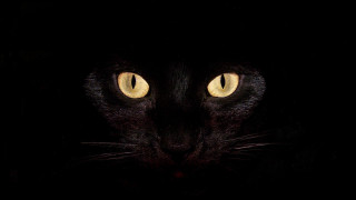 Black cat yellow eyes gothic 14 - on free wallpaper for desktop