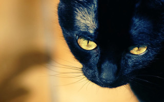 Black cat yellow eyes looking 3 - symmetrical eye free wallpaper