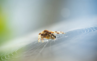 Spider leaf macro earth horizon - a close up of a spider free wallpaper