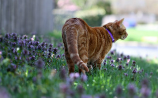 Cat walking purple flowers grass - a fence and a building free wallpaper