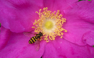Bee pink flower yellow center 2 - the center of the flower free wallpaper