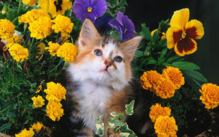 Kitten flower pot background blue - a flower pot free wallpaper