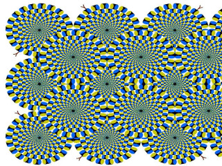 Blue yellow flower white background - op art free wallpaper