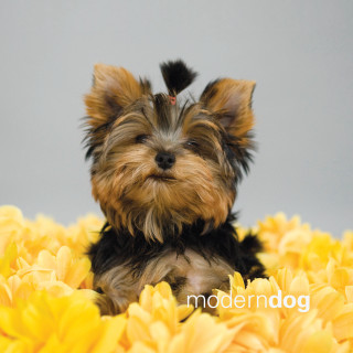 Small dog yellow flowers gray - free dogs wallpaper for tablet
