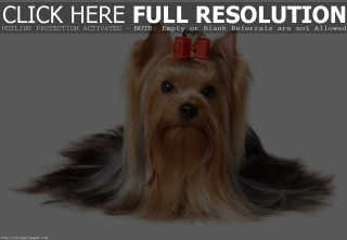 Dog bow head caption click - here full resolution free wallpaper