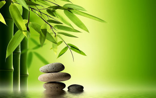 Bamboo tree rocks leaves green 2 - a bamboo tree free wallpaper