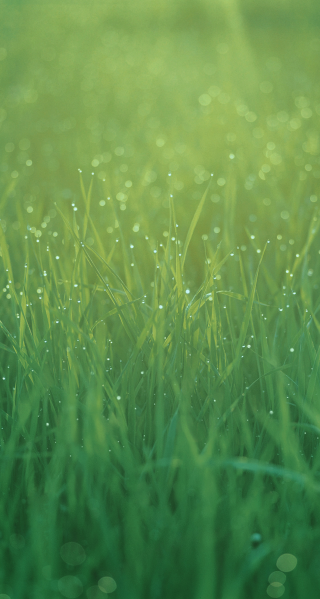 Grass water droplets night starry - water droplet free wallpaper for mobile