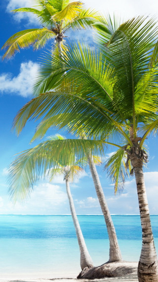 Palm trees beach ocean blue - cedric seaut free wallpaper for mobile
