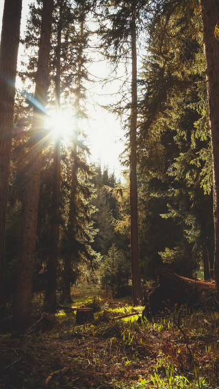 Forest sunbeam fallen tree lensflare - free forest wallpaper for mobile