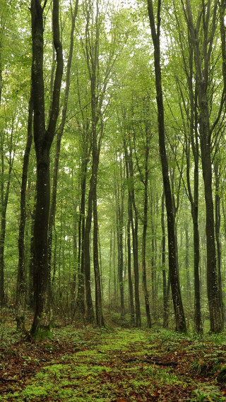 Forest trees leaves bench woods - free forest wallpaper for mobile