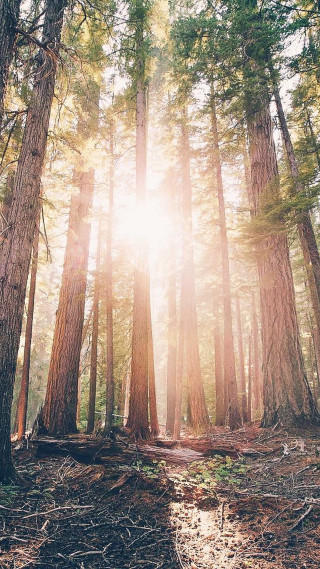 Forest trees sunlight cityscape fence - free forest wallpaper for mobile