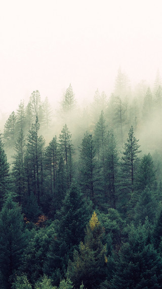 Forest tall trees fog misty 2 - free forest wallpaper for mobile