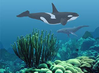 Orca whales coral reef seaweed - underwater free wallpaper for desktop