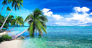 Tropical beach palm trees clear 6 - a tropical beach free wallpaper