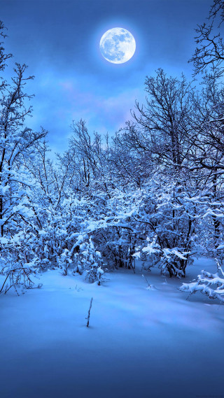 Full moon snowy forest night - free winter wallpaper for mobile