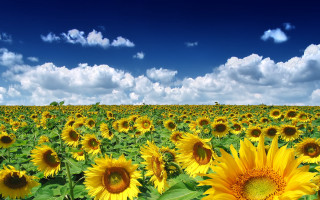Sunflower field blue sky clouds 2 - summer vibrancy free wallpaper