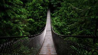 Suspension bridge forest trees walkway 5 - david begbie free wallpaper
