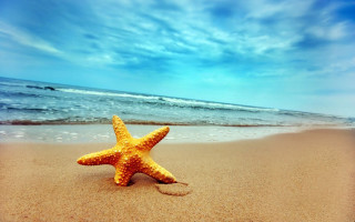 Starfish beach blue sky waves 2 - a starfish free wallpaper