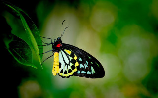 Butterfly yellow black green leaf - on free wallpaper for desktop