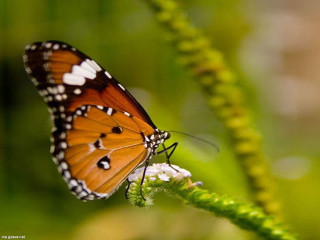 Butterfly flower field grass blurry 4 - free nature wallpaper