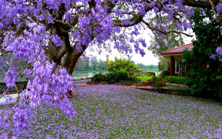 Tree purple flowers house lake 2 - a bench in the foreground free wallpaper