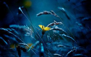 Yellow flower tall grass underwater - nature free wallpaper