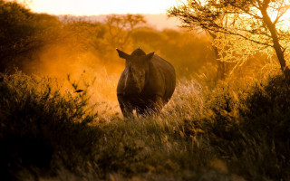 Rhino tall grass sunset trees - the background and a bird free wallpaper